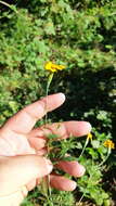 Tagetes triradiata Greenm. resmi