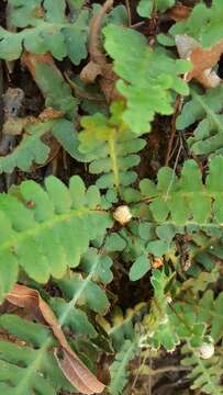 Image of Asplenium cordatum (Thunb.) Sw.