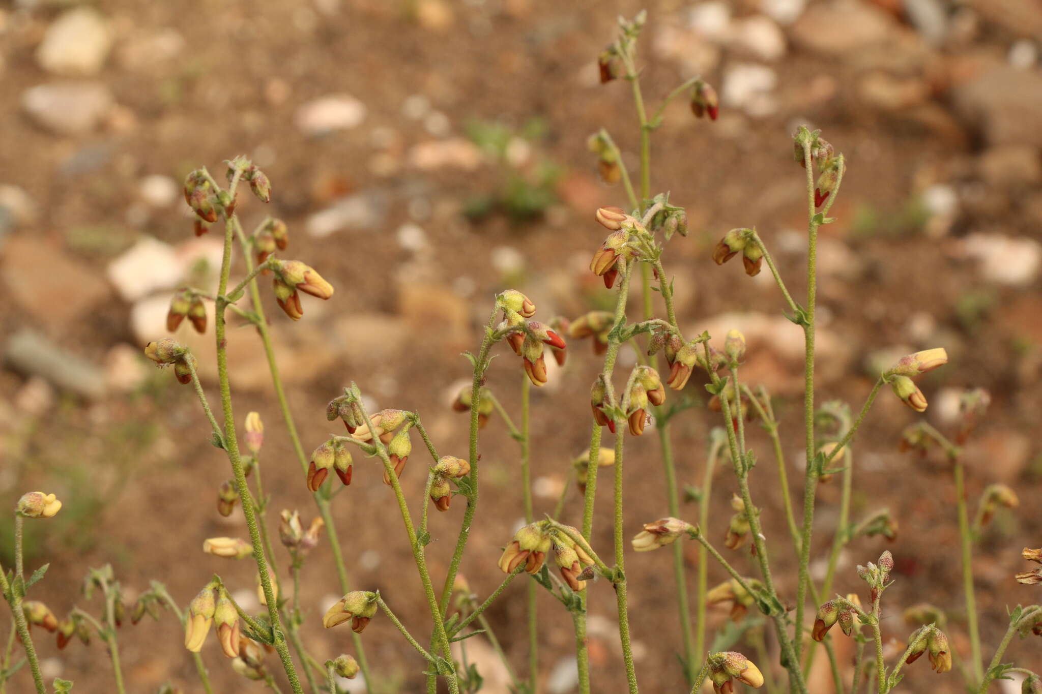 Image of Hermannia pulverata Andr.