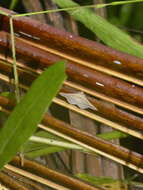 Imagem de Coenobela paucula Walker 1858