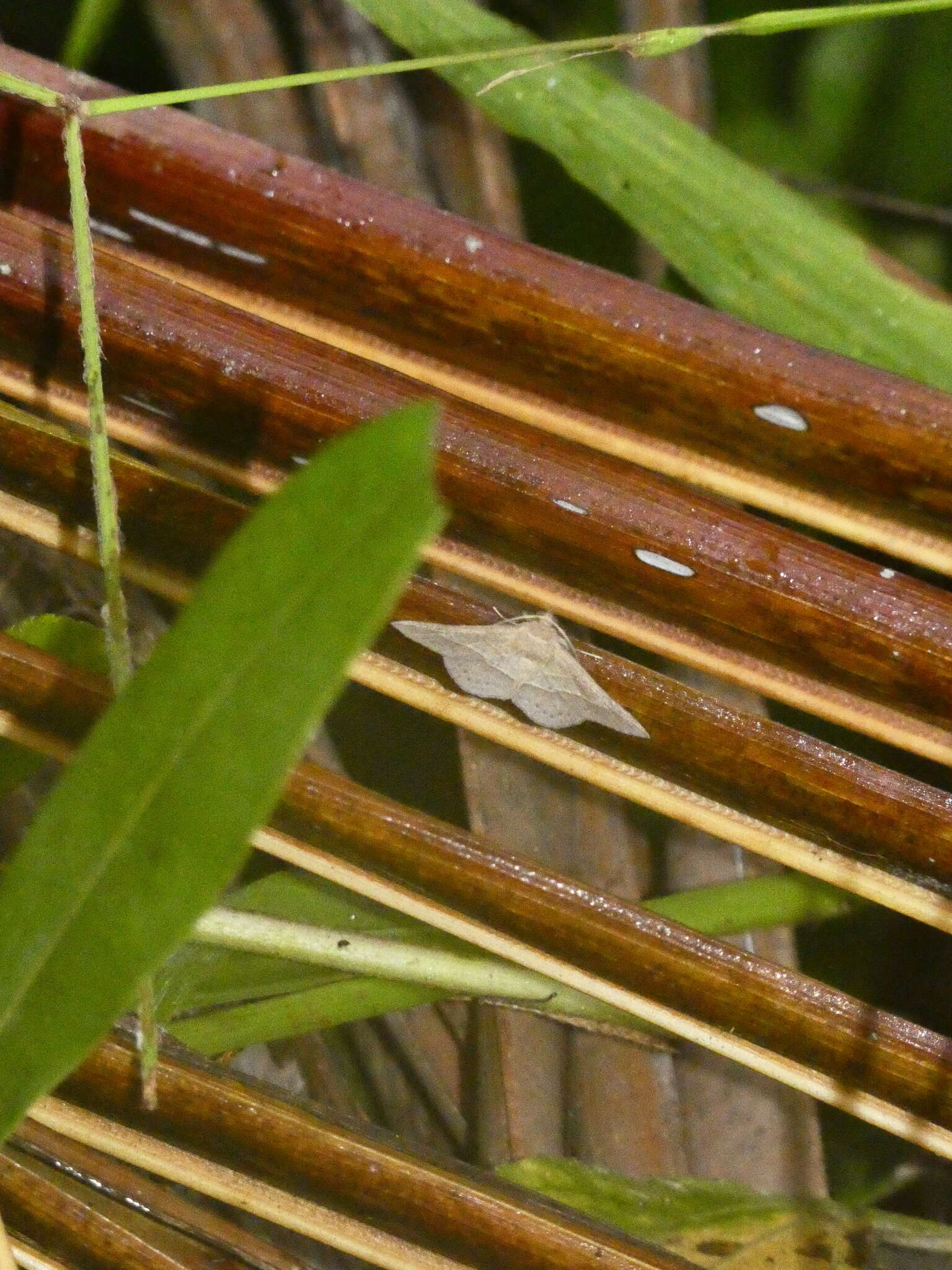 Imagem de Coenobela paucula Walker 1858