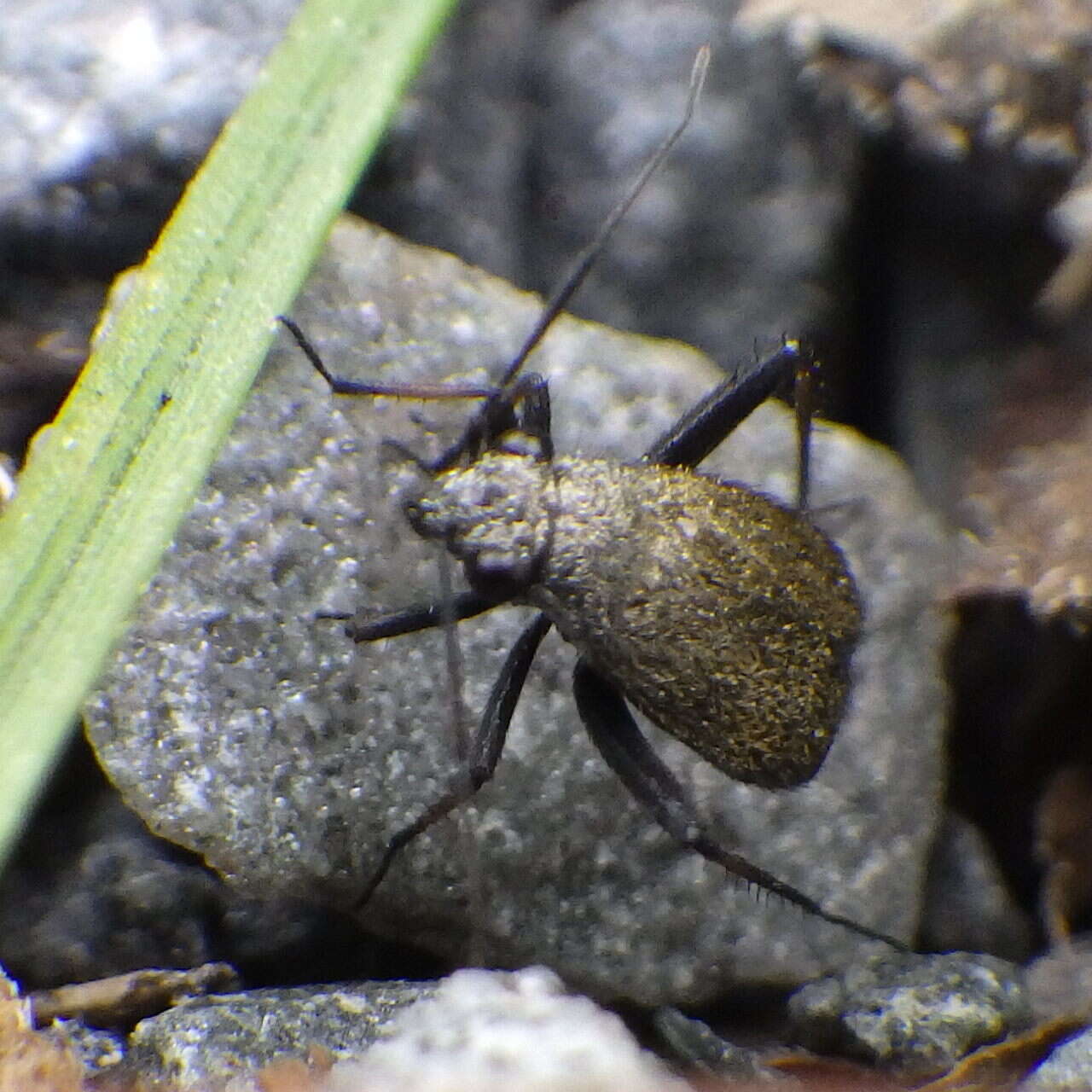 Image of Plant bug