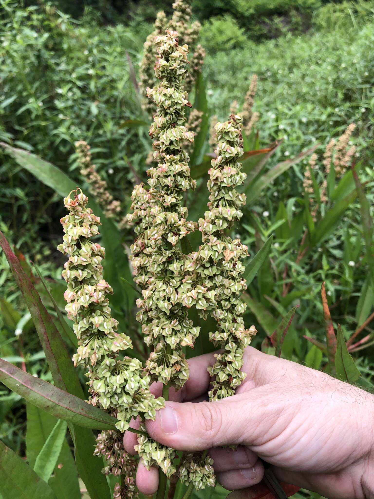 Rumex verticillatus subsp. floridanus (Meisner) Á. Löve的圖片