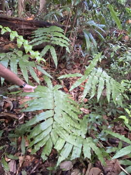 Image of Lattice-Vein Fern