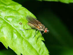 Image of Root-maggot fly