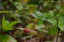 Image of Palicourea corymbifera (Müll. Arg.) Standl.