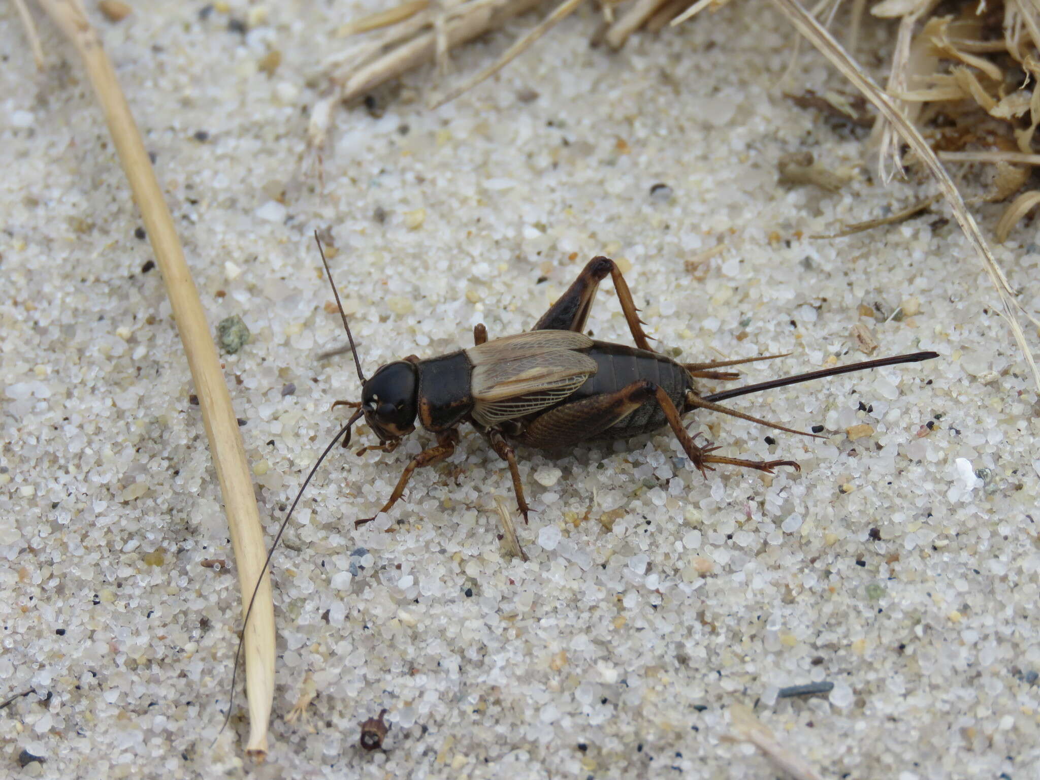 Image of Sand Field Cricket