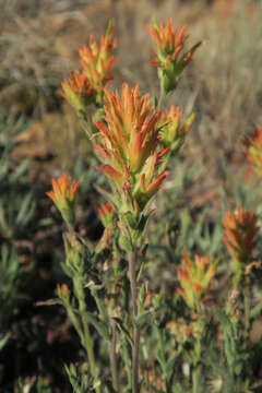 Image of Peck's Indian paintbrush