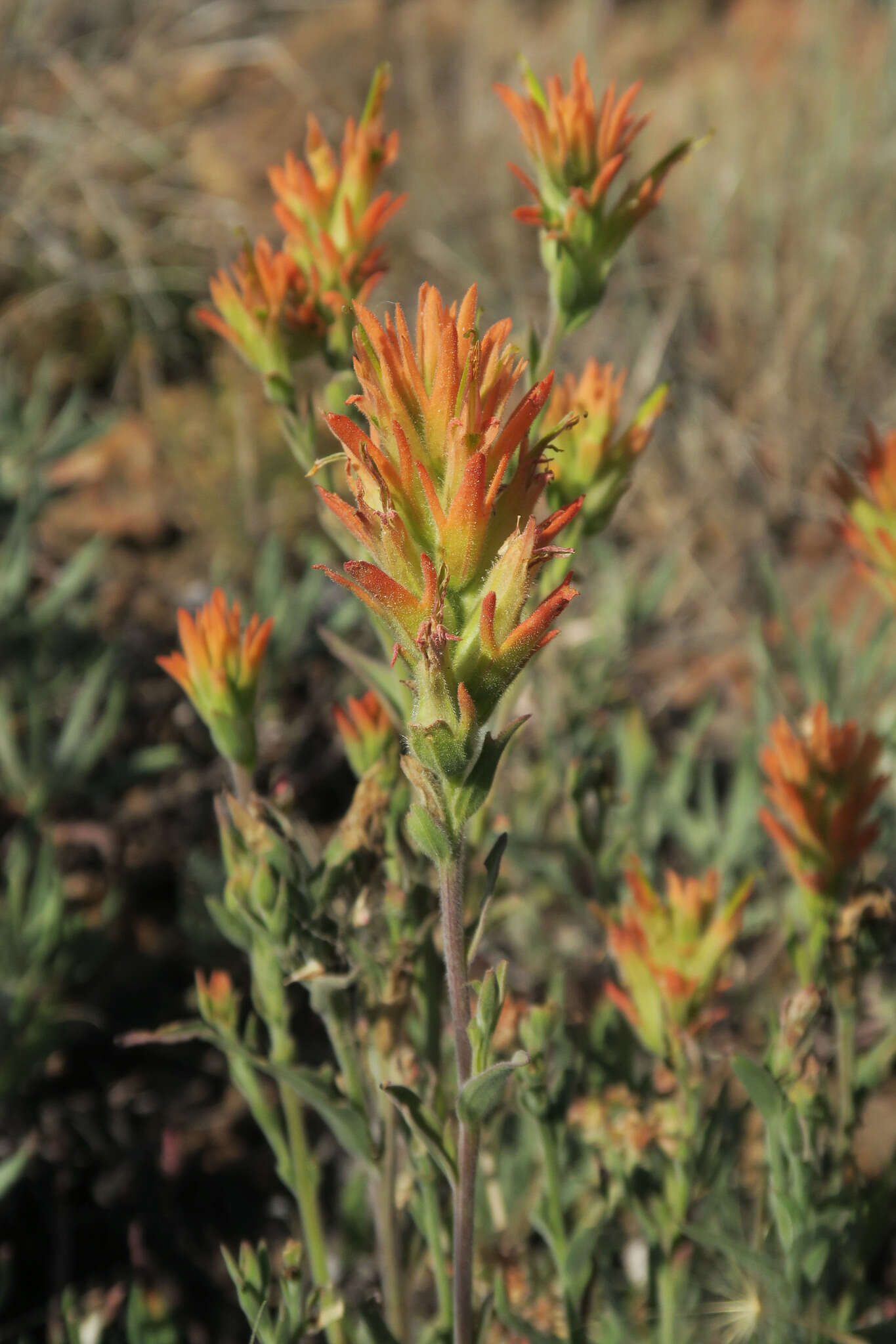 Image of Peck's Indian paintbrush