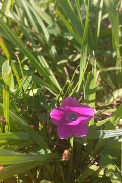 Image of Petunia inflata R. E. Fries