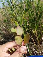 Image of semaphore thoroughwort