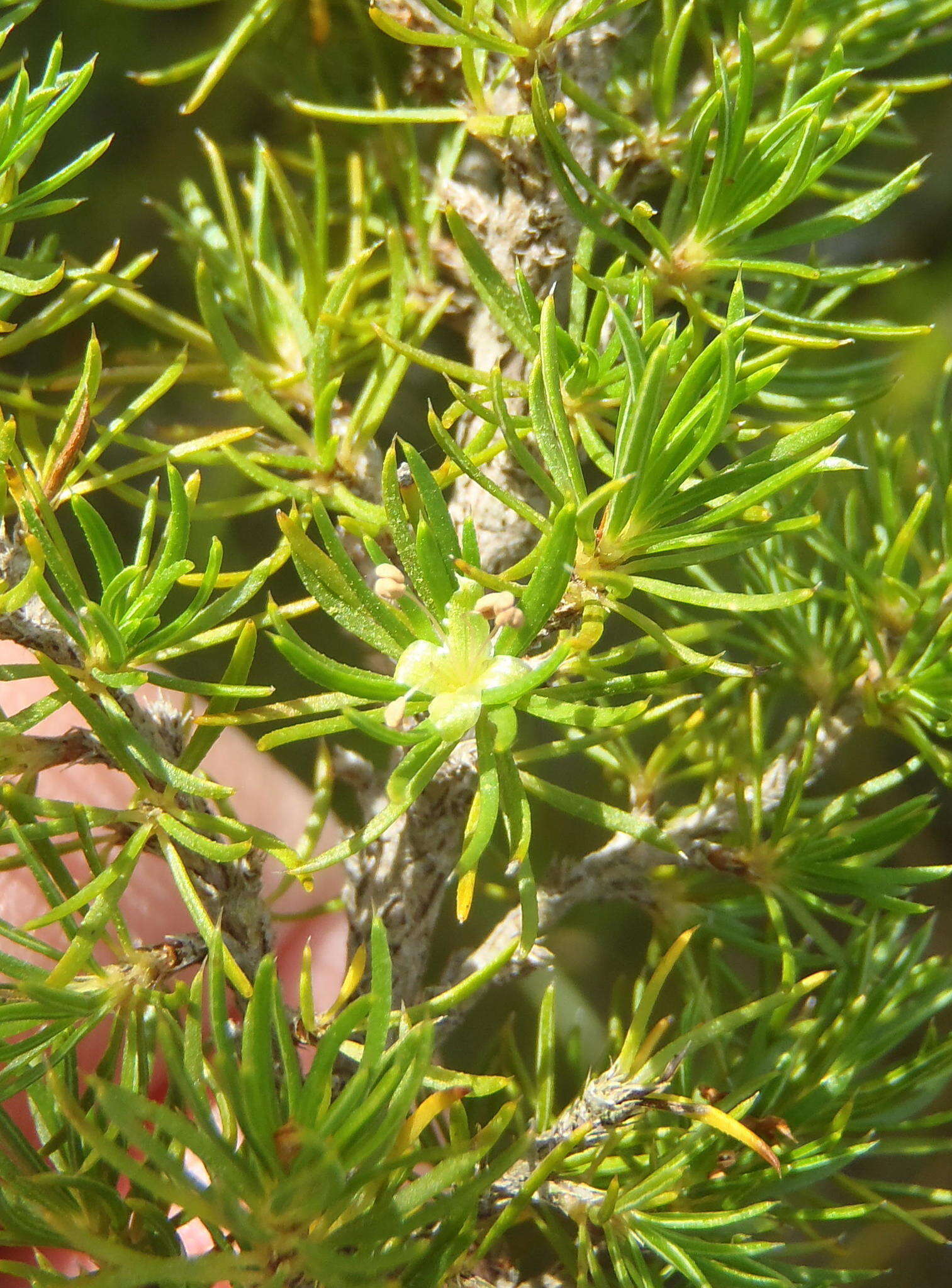 Image of Cliffortia paucistaminea var. australis C. Whitehouse