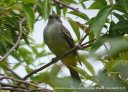 Image of Small-billed Elaenia