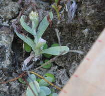 Image of Jersey cudweed