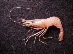 Image of roughpatch shrimp