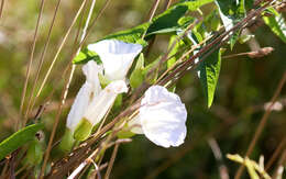 Image de Calystegia silvatica subsp. fraterniflora (Mackenzie & Bush) R. K. Brummitt