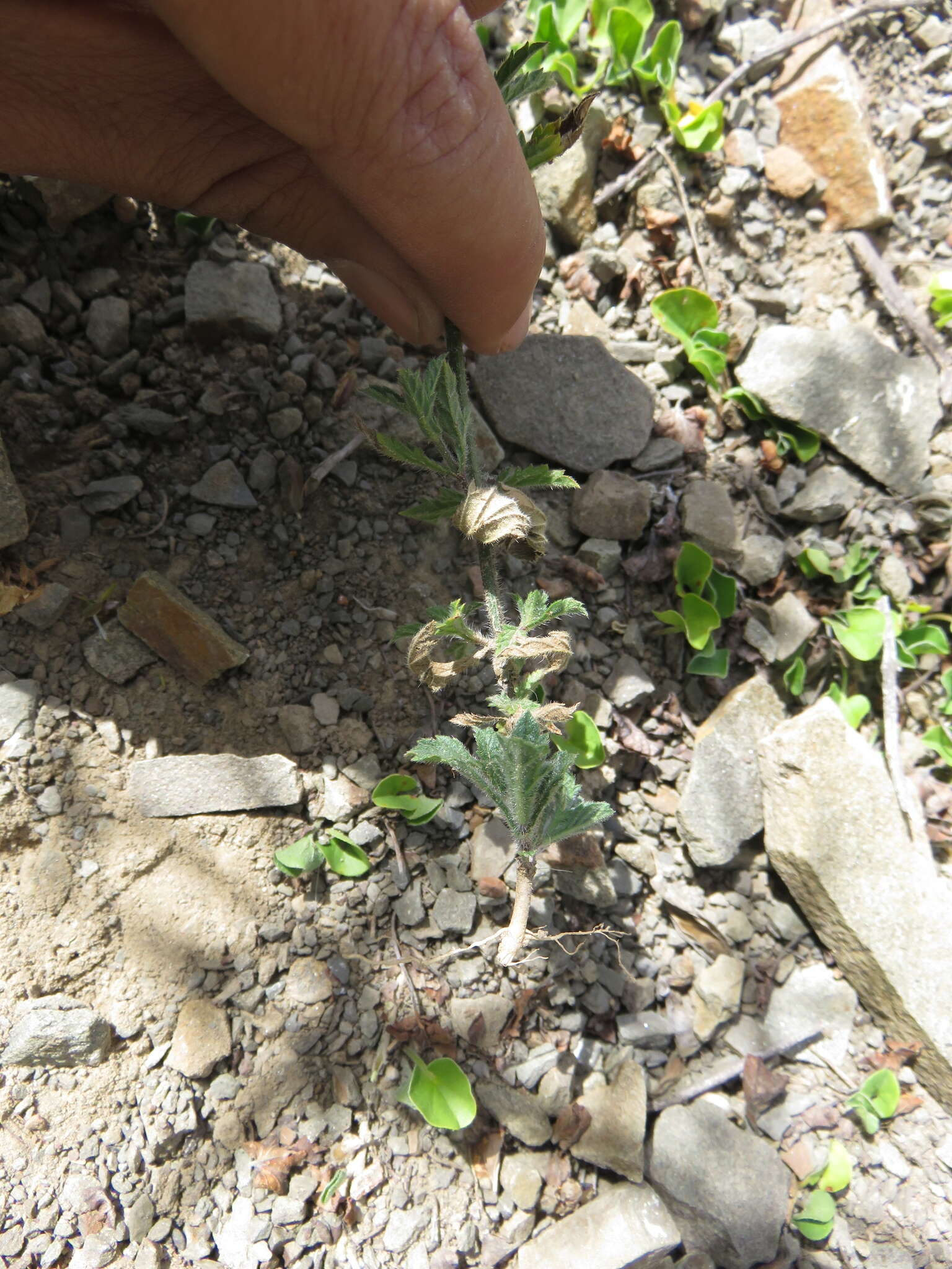 Image of Verbena hispida Ruiz & Pav.