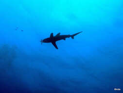 Imagem de Tubarão-galha-branca-oceânico