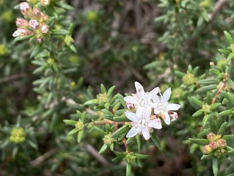 Image of Agathosma foetidissima (Bartl. & Wendl.) Steud.