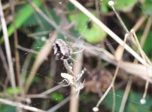 Image of Parawixia dehaani (Doleschall 1859)