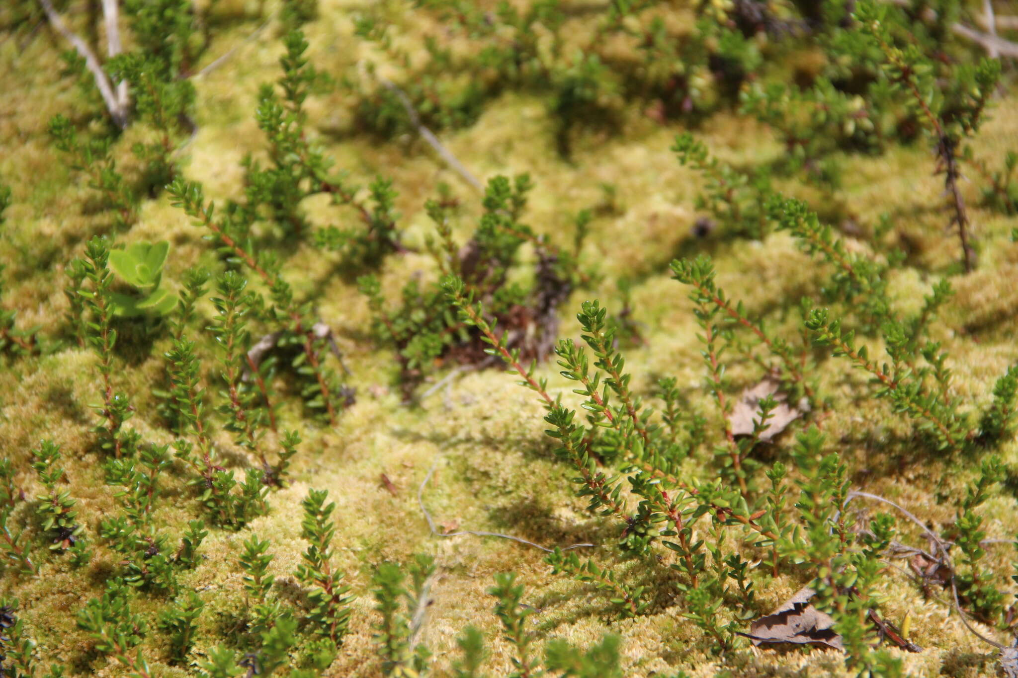 صورة Empetrum nigrum subsp. caucasicum (Juz.) V. B. Kuvaev