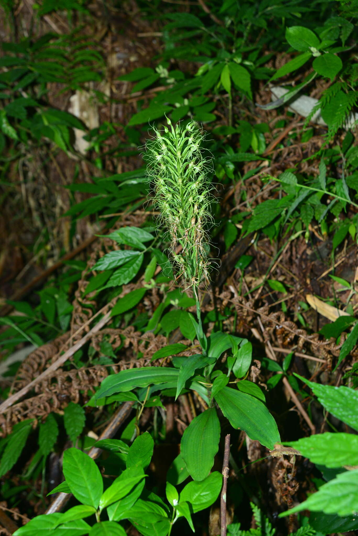 Habenaria pantlingiana Kraenzl. resmi