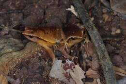 Image de Kalophrynus limbooliati Matsui, Nishikawa, Belabut, Ahmad & Yong 2012