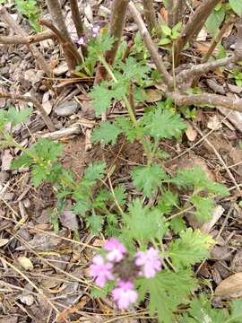 Image of Rio Grande mock vervain