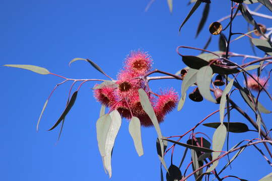 Слика од Eucalyptus caesia Benth.