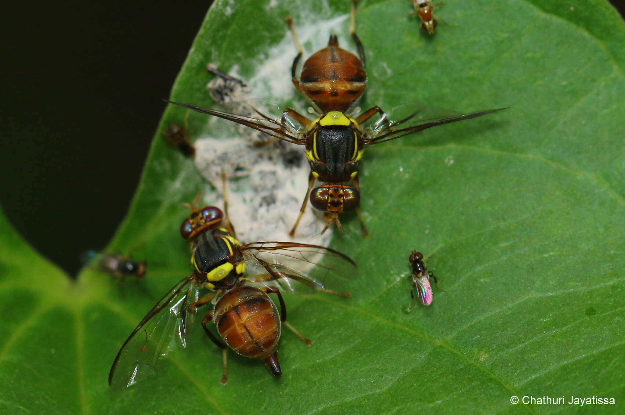 Слика од Bactrocera dorsalis (Hendel 1912)