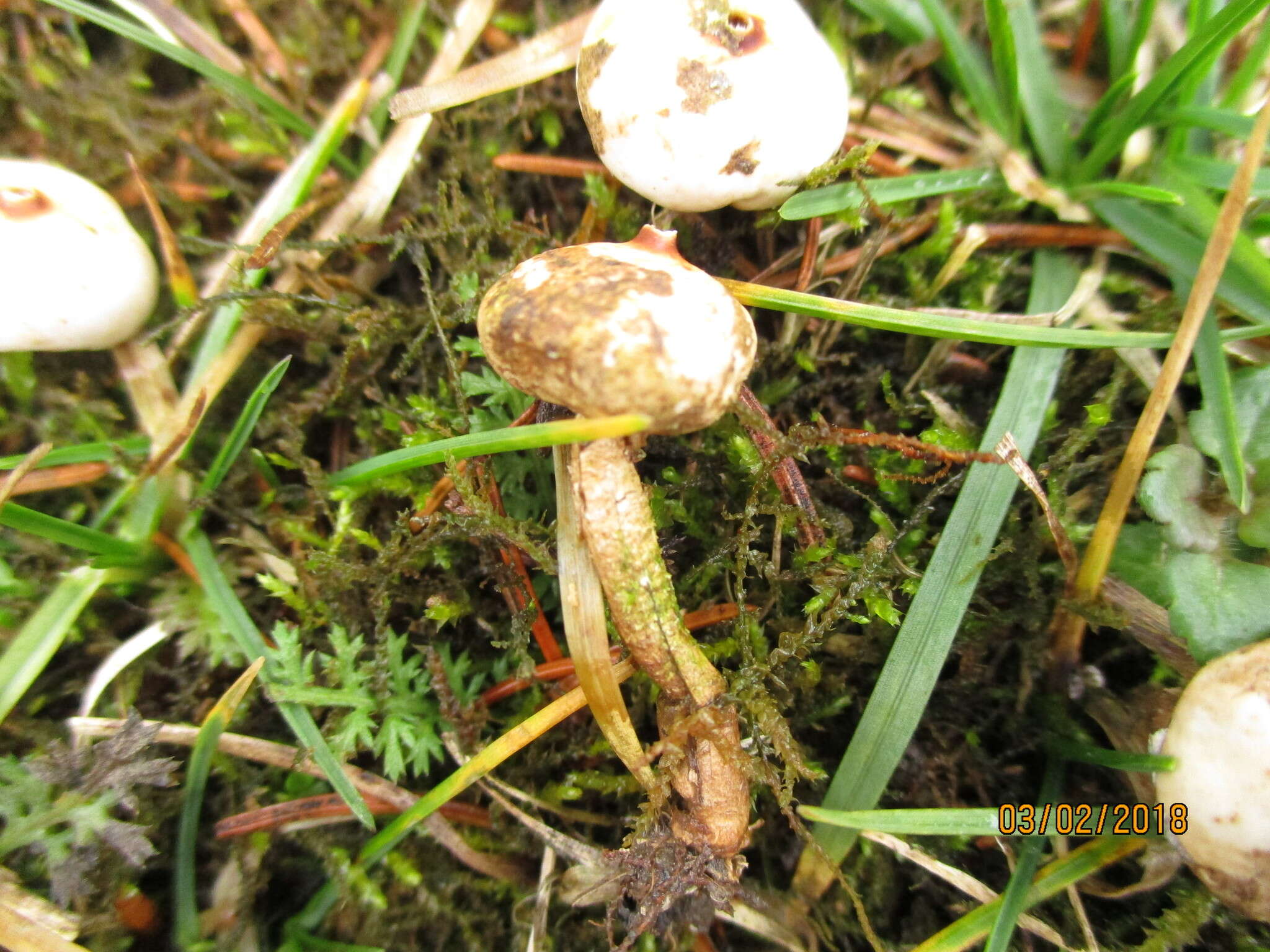 Image of Tulostoma brumale Pers. 1794