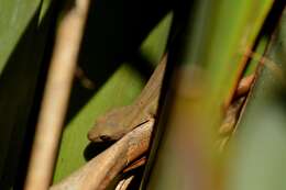 Image of Gold-striped Gecko