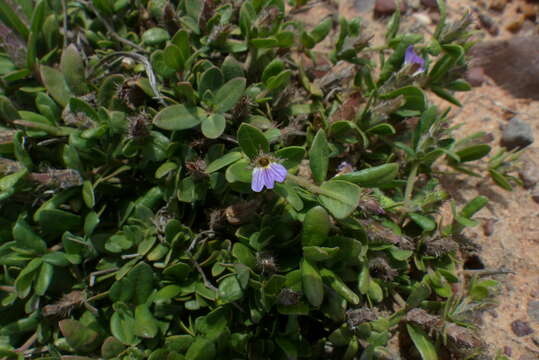 Blepharis integrifolia (L. fil.) E. Mey. & Drege resmi