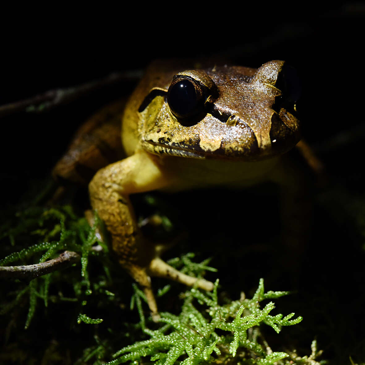 Image of Grey Barred Frog