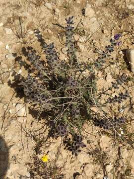 Image of Salvia lanigera Poir.