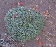 Image of Acaena caespitosa Gilli