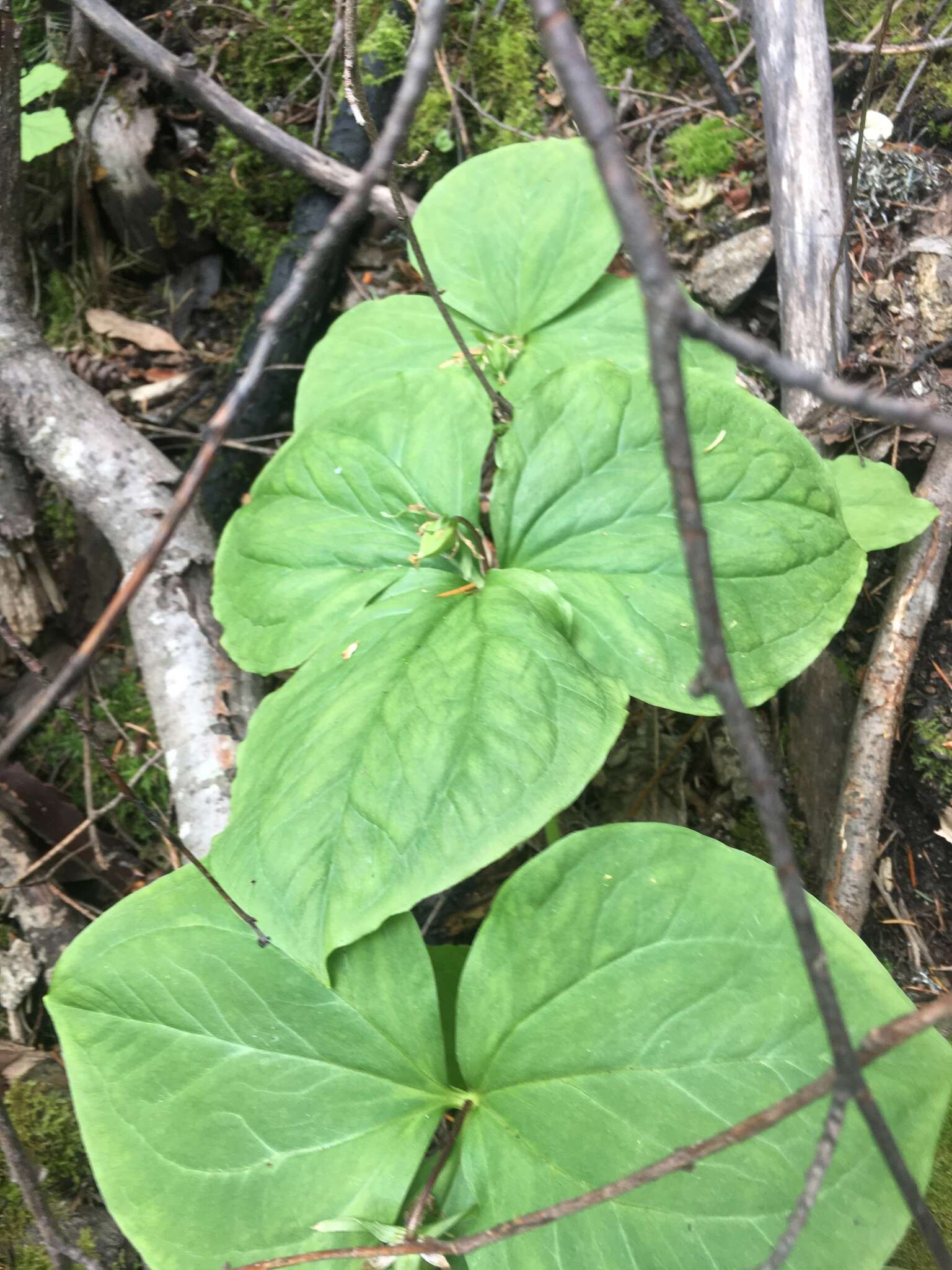 Image of Oettinger's trillium