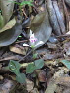 Image of Triphora debilis (Schltr.) Schltr.