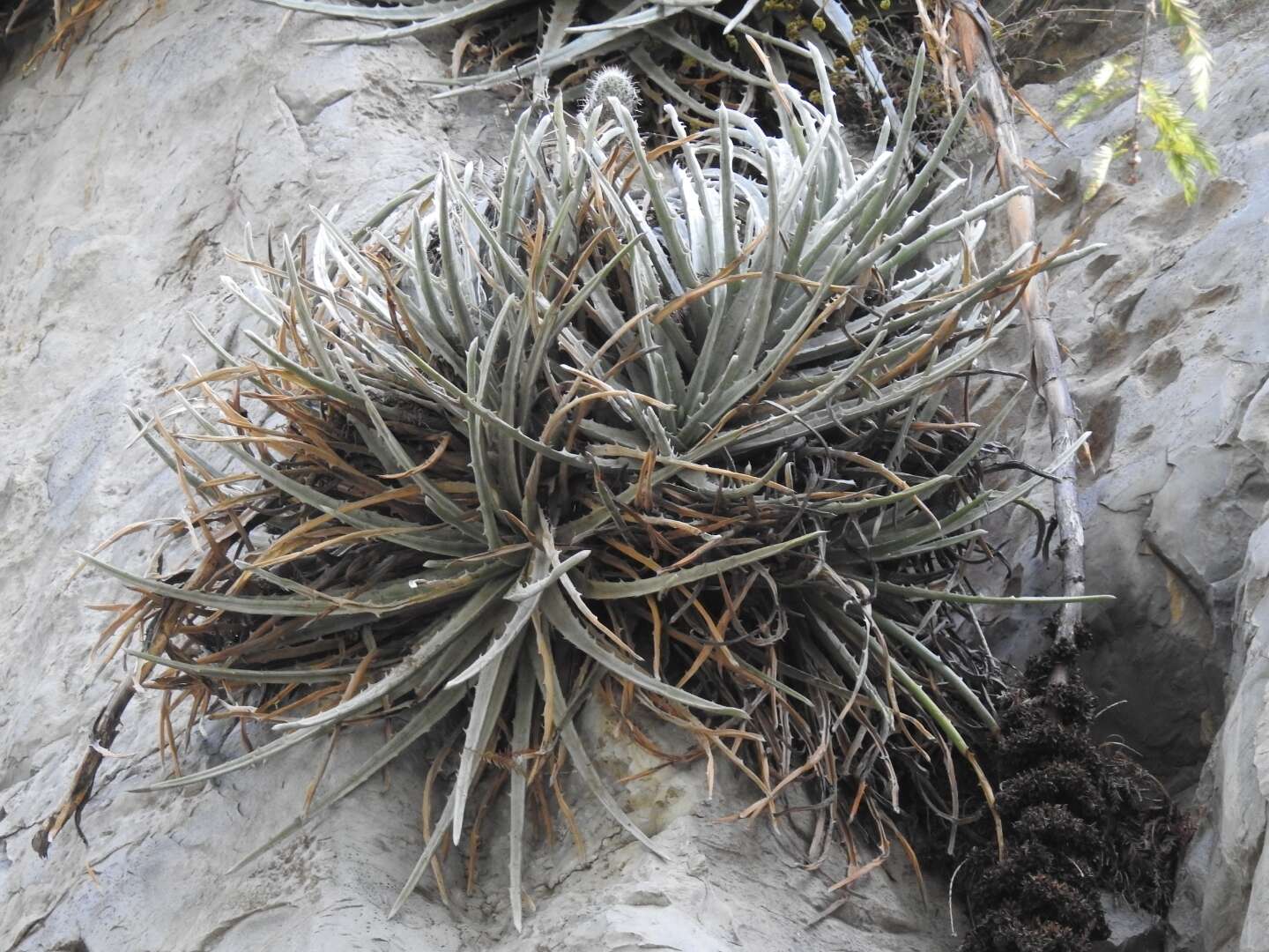 Image of Hechtia mapimiana López-Ferr. & Espejo