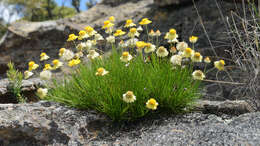 Image of Leucochrysum graminifolium (P. G. Wilson) P. G. Wilson