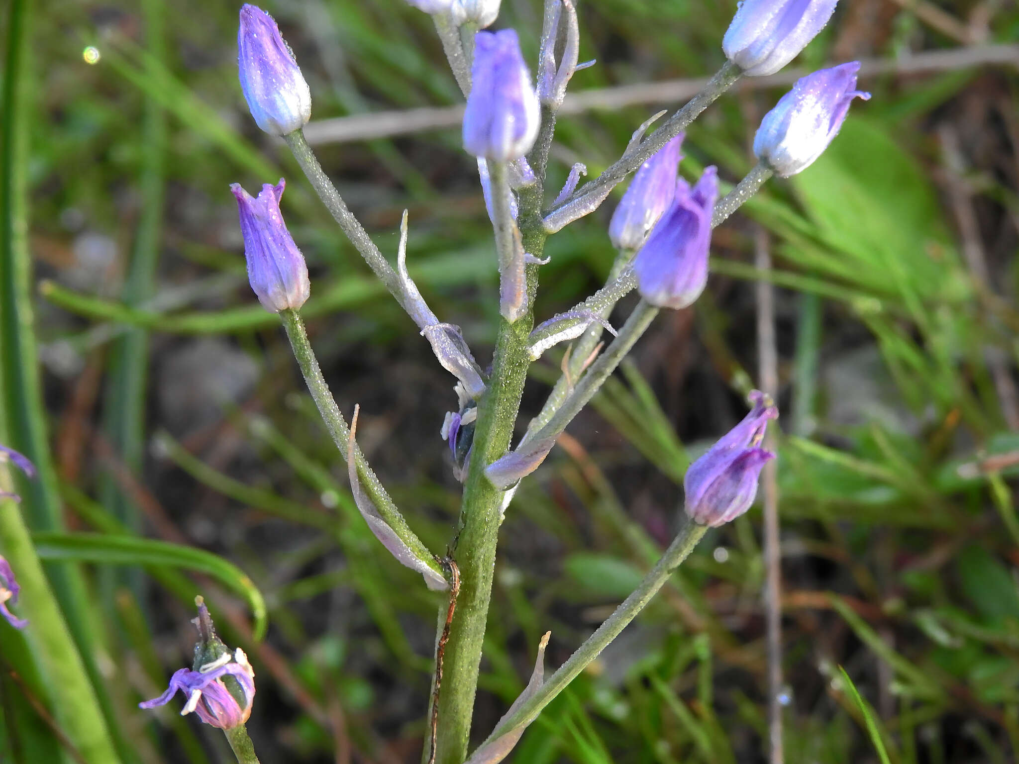 Hyacinthoides mauritanica (Schousb.) Speta resmi