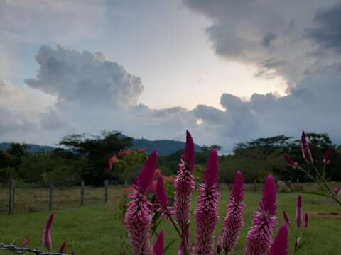 صورة Celosia spicata (Thou.) Spreng.