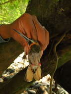 Threnetes leucurus (Linnaeus 1766) resmi