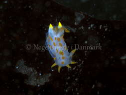 Image of Fourline nudibranch