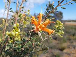 Image of Lambertia inermis R. Br.