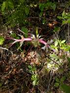 Image of mountain azalea