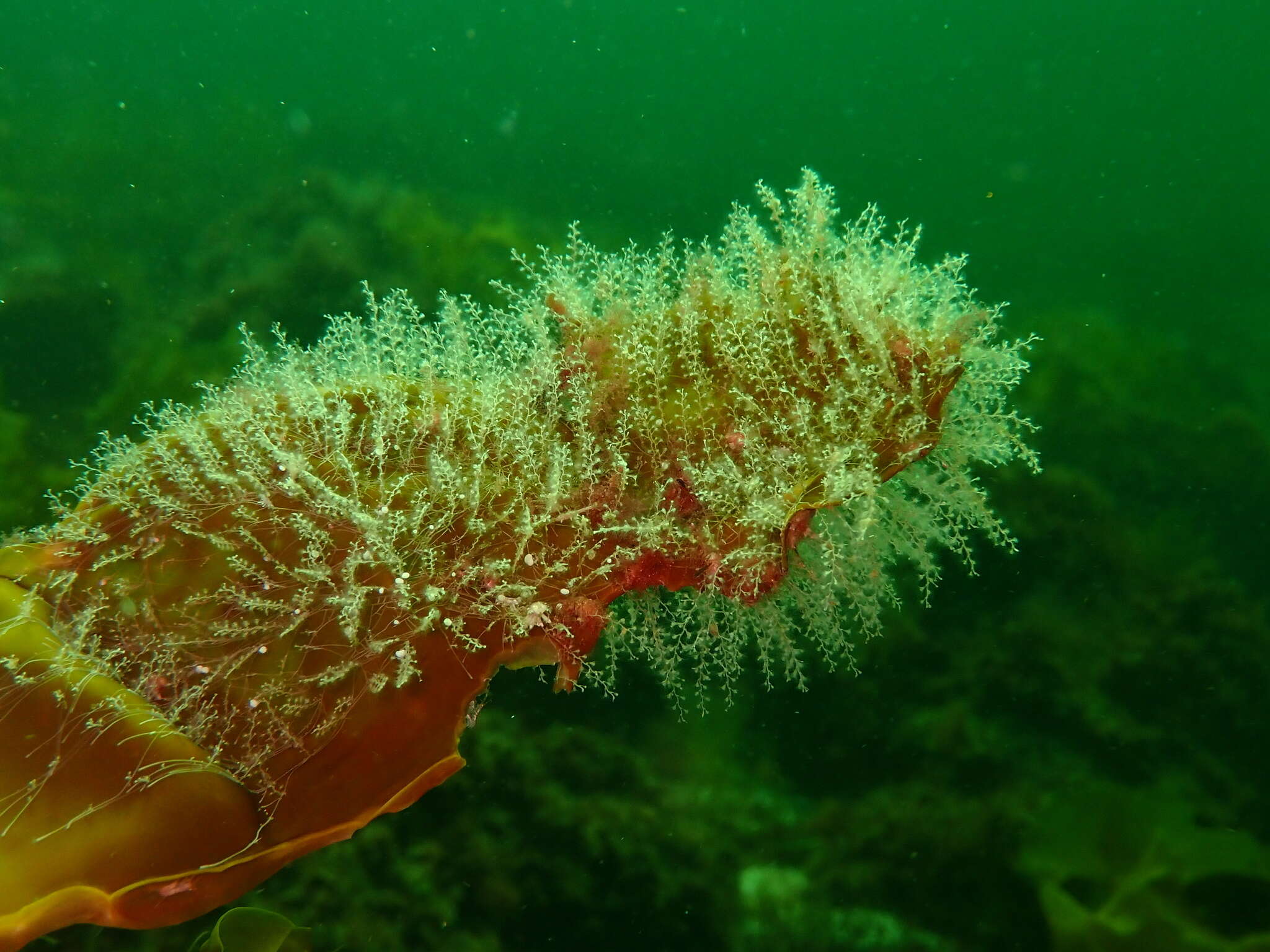 Image of bell hydroid