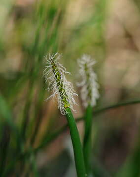 Image of Eleocharis sphacelata R. Br.