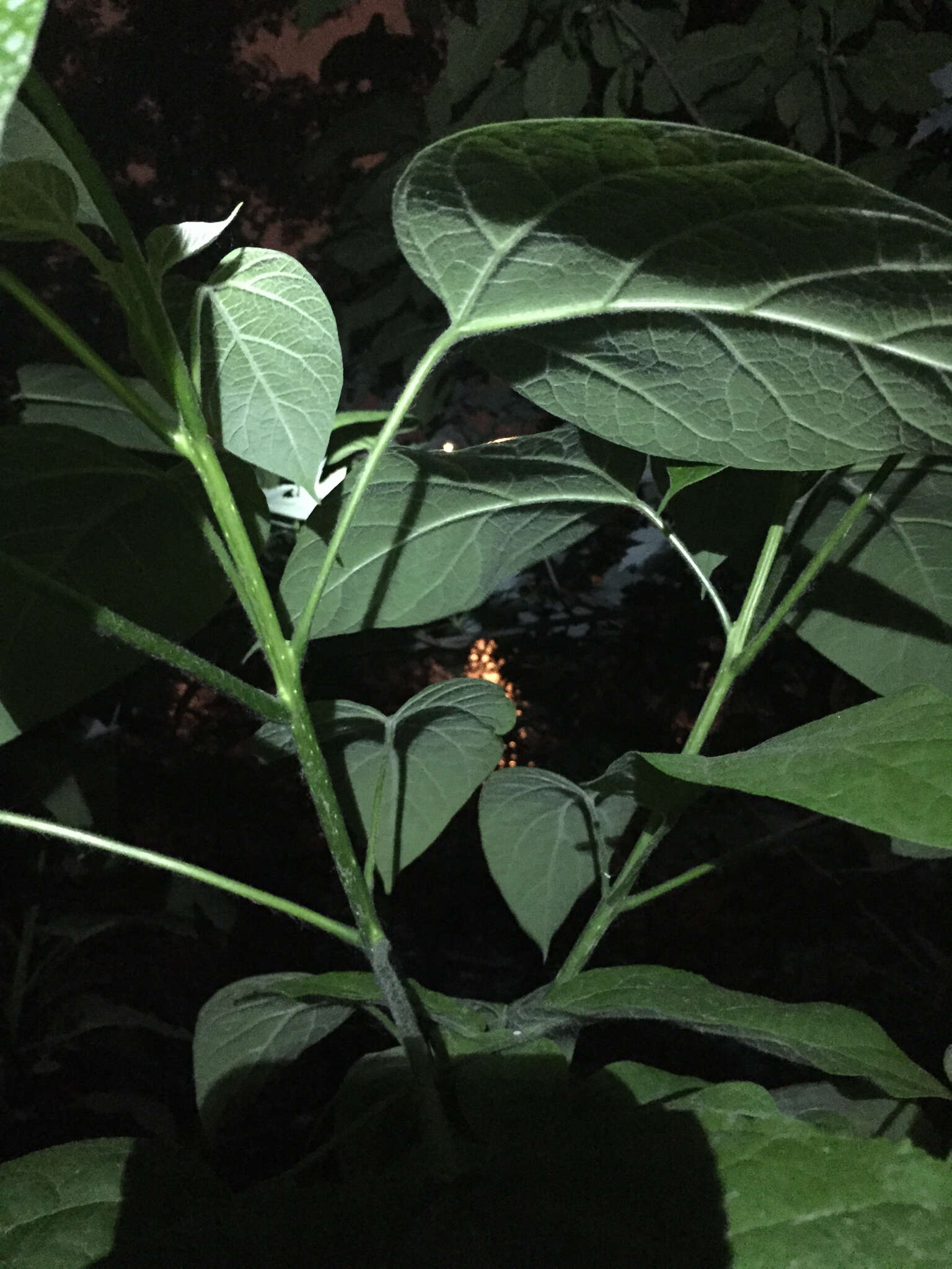 Image of Paulownia tomentosa (Thunb.) Steud.