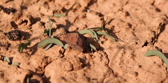 Image of Ixia macrocarpa Goldblatt & J. C. Manning